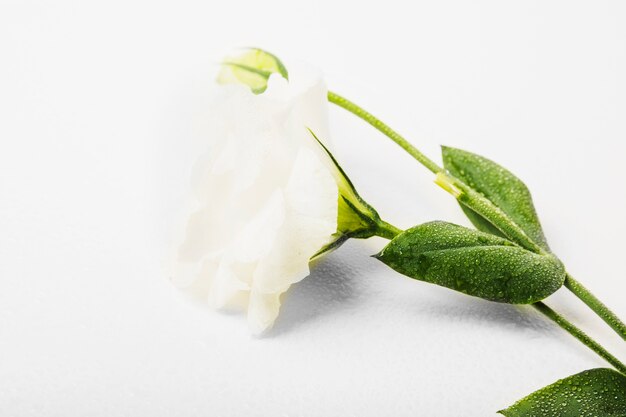 흰색 배경 위에 젖은 흰 꽃의 근접 촬영