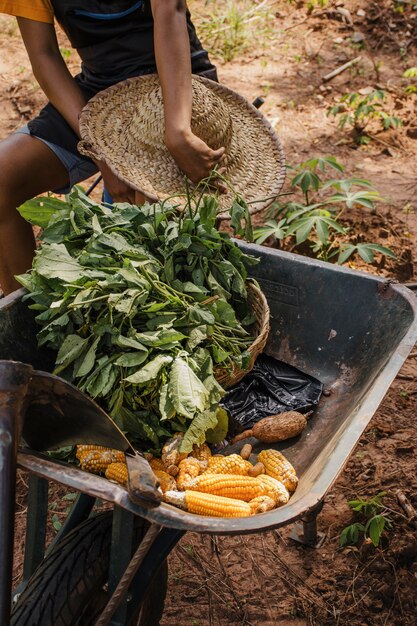 Close up of a wheelbarrow with corn