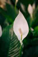 Foto gratuita primo piano del fiore bianco del anthurium andreanum