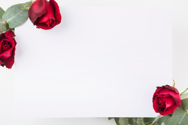 Free photo close-up of white blank paper with red roses flower