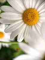 Free photo a close up of a white daisy with a yellow center