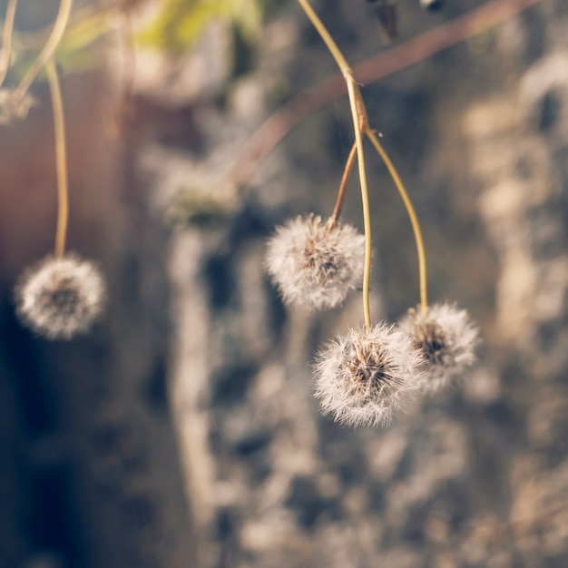 Free photo close-up of white dandelion flowers