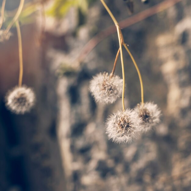 Close-up of white dandelion flowers