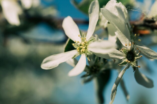 흰 섬세 한 꽃의 근접 촬영