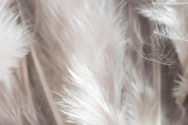 Close-up white feathers organic background