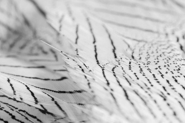 Крупный план белые перья с темными линиями