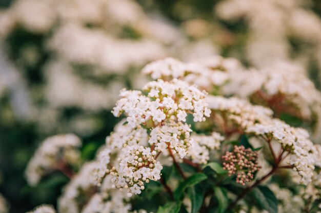 春に白い花のクローズアップ