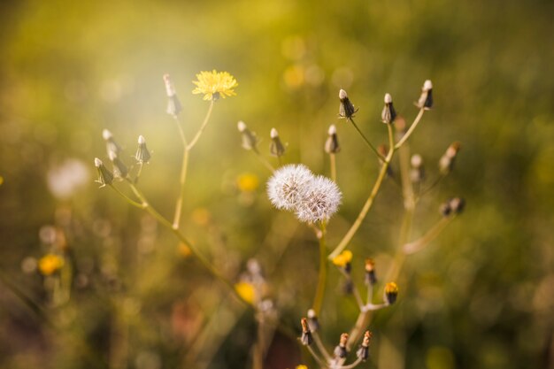 햇빛에 꽃 봉 오리와 흰 꽃의 근접 촬영