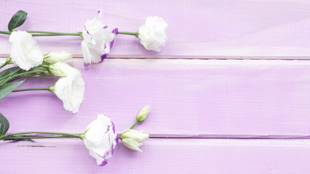 Close-up of white flowers on wooden plank backdrop