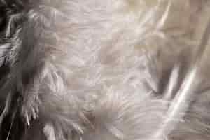 Free photo close-up white fluffy feathers