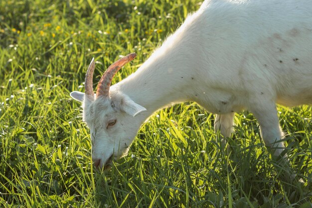 Close-up white goat eating grass