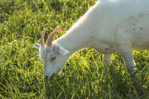 草を食べるクローズアップ白ヤギ