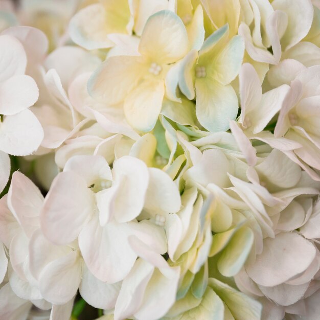 Close-up of white hydrangea macrophylla flower