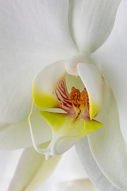 Foto gratuita primo piano dell'orchidea bianca