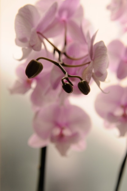 Close-up of white orchids on light background. Phalaenopsis Orchid striped isolated. Pink orchid in pot on white background. Image of love and beauty. Natural background and design element.
