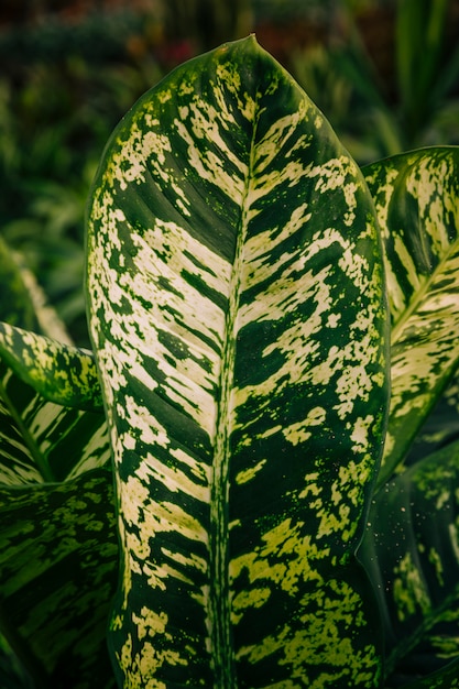 Primo piano del modello bianco sulla foglia verde