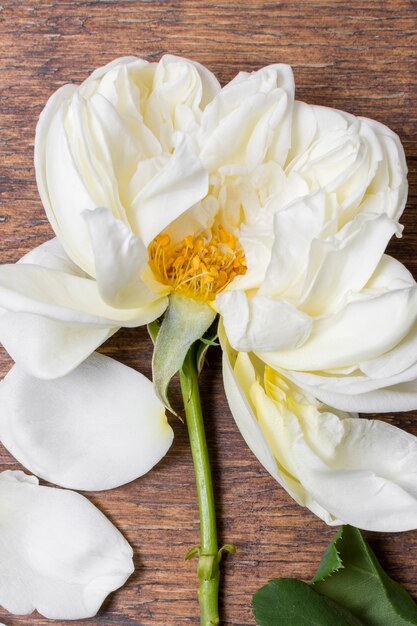 테이블에 근접 흰 장미 꽃잎