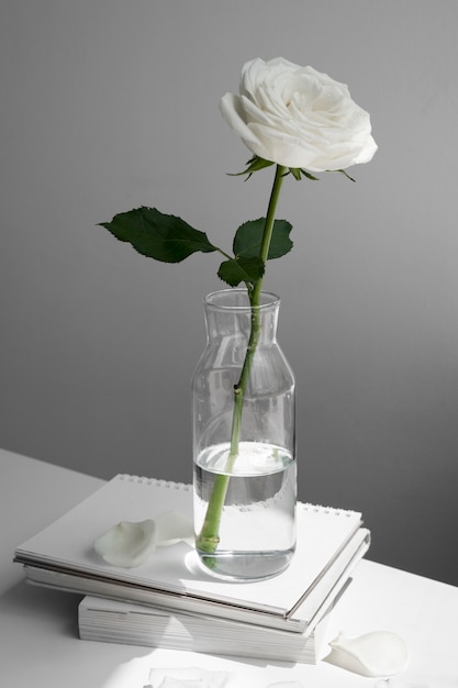 Close up on white rose in vase