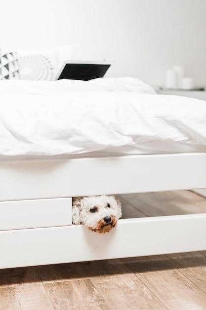 Close-up of white toy poodle peeking under the bed