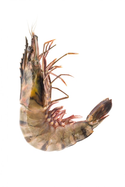 Close-up of whole prawn