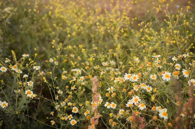 野生のカモミールの花のクローズアップ