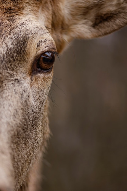 Close-up of wild deer in the forest