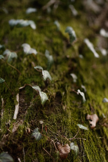 Close-up of wild forest leaves