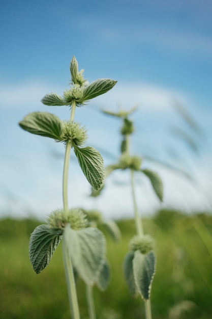 牧草地にクローズアップの野生植物