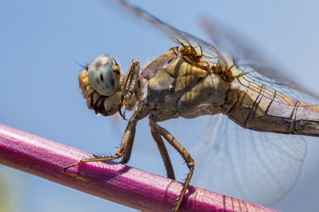 Close up of winged insect on twig