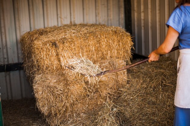 Close-up of woman collecting hay with pitchfork