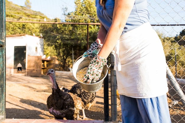 Close-up of woman feeding corn seed to chicken in the farm