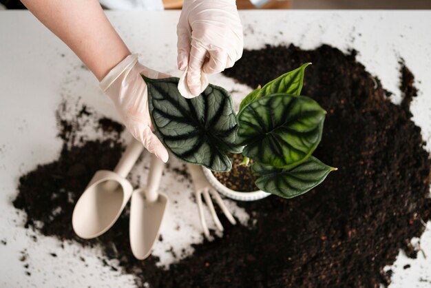 Close up woman growing plants