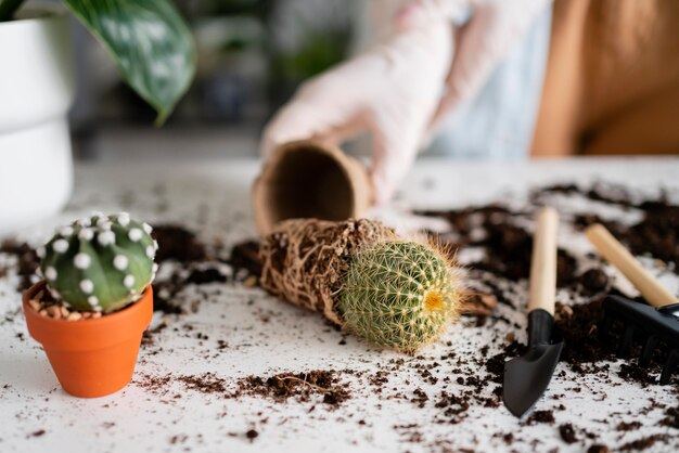 Close up woman growing plants