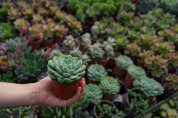 Close up woman hand holding a pot with a succulent plant with many other succulents.