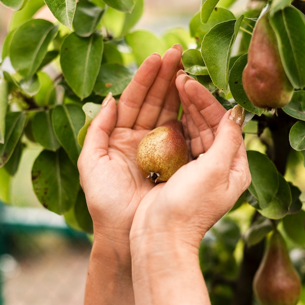 Close-up woman hands holding a pear