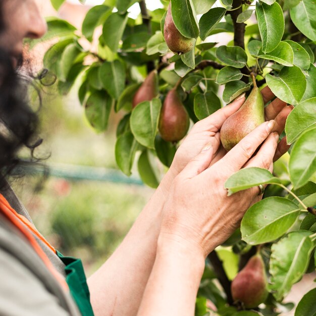 Close-up woman hands holding a pear