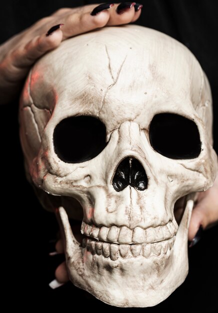 Close-up of woman holding cranium