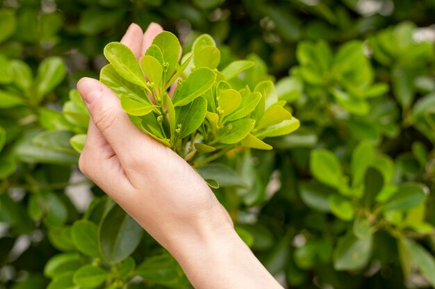 Close-up woman holding leaves in hand