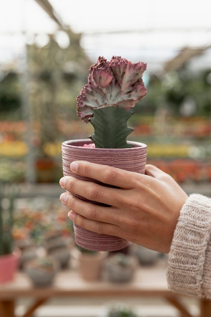 ピンクの植木鉢を保持しているクローズアップの女性