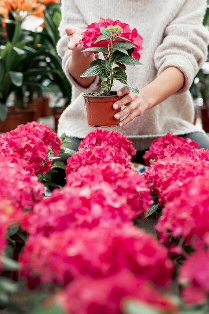 ピンクの花とポットを保持しているクローズアップの女性