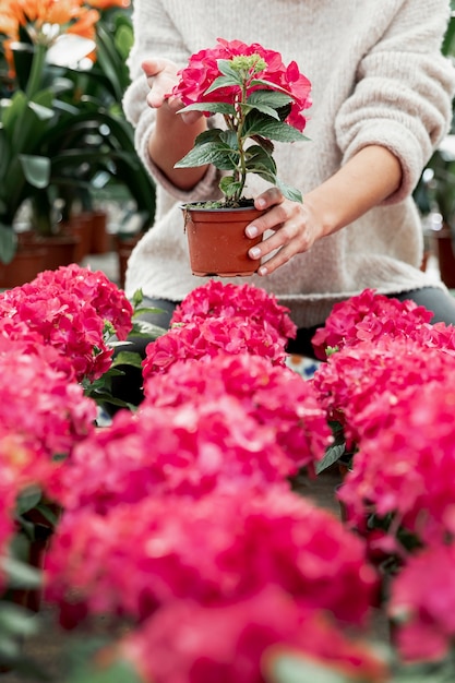 Close-up woman holding pot with pink flower