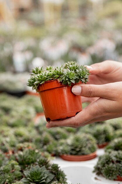 小さな植木鉢を保持しているクローズアップの女性