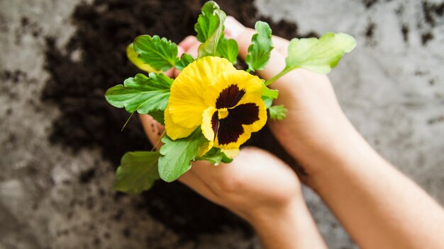 パンジーの花植物を手に持っている女性の手のクローズアップ