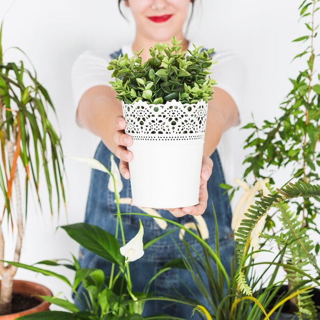 鉢植えの植物を保持している女性の手のクローズアップ