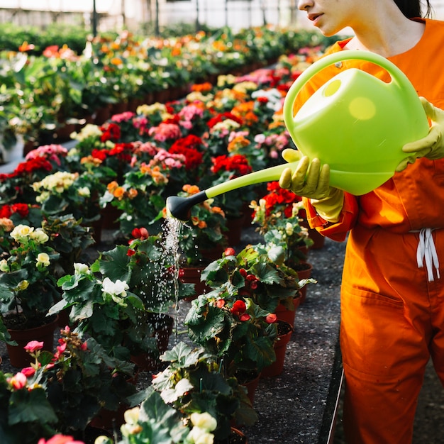 Close-up of a woman's hand pouring water on flowers in greenhouse