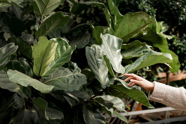 Close-up woman touching green leaves