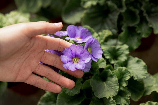 Крупным планом женщина, касаясь фиолетовый цветок