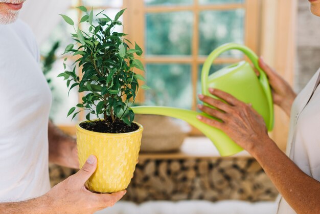 Close-up of woman watering the potted plant hold by his husband