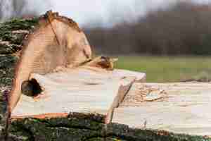 Foto gratuita close-up di legno per falò