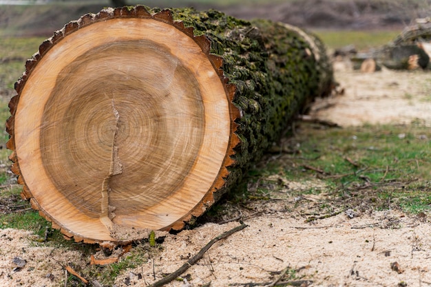 Крупный план дров для костра
